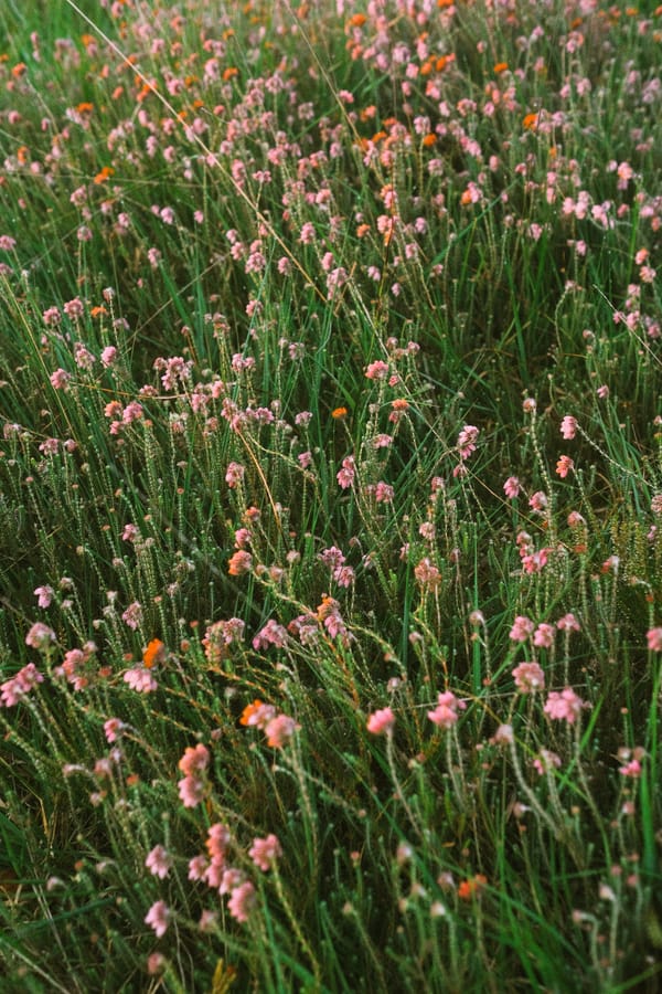 Economy vs. Climate: The Great Priority Divide